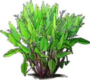 Roślina - Thalia geniculata \u0022Ruminoides\u0022