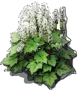 Roślina - Tiarella sercolistna