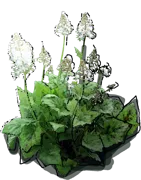 Roślina - Tiarella ogrodowa \u0022Spanisch Cross\u0022