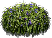 Roślina - Trzykrotka wirginijska \u0022Zwanenburg Blue\u0022