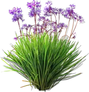 Roślina - Tulbagia fioletowa