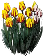 Roślina - Tulipan \u0022Fanfarella\u0022