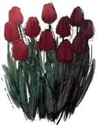 Roślina - Tulipan \u0022Jan Reus\u0022