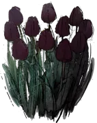 Roślina - Tulipan \u0022Queen of Night\u0022