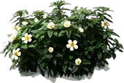 Roślina - Turnera subulata