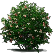 Roślina - Borówka wysoka \u0022Pink popcorn\u0022