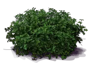 Roślina - Werbena kanadyjska \u0022Homestead Purple\u0022