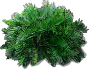 Roślina - Zamia integrifolia
