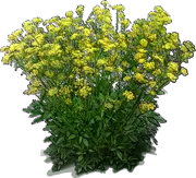 Roślina - Ochłystka złota